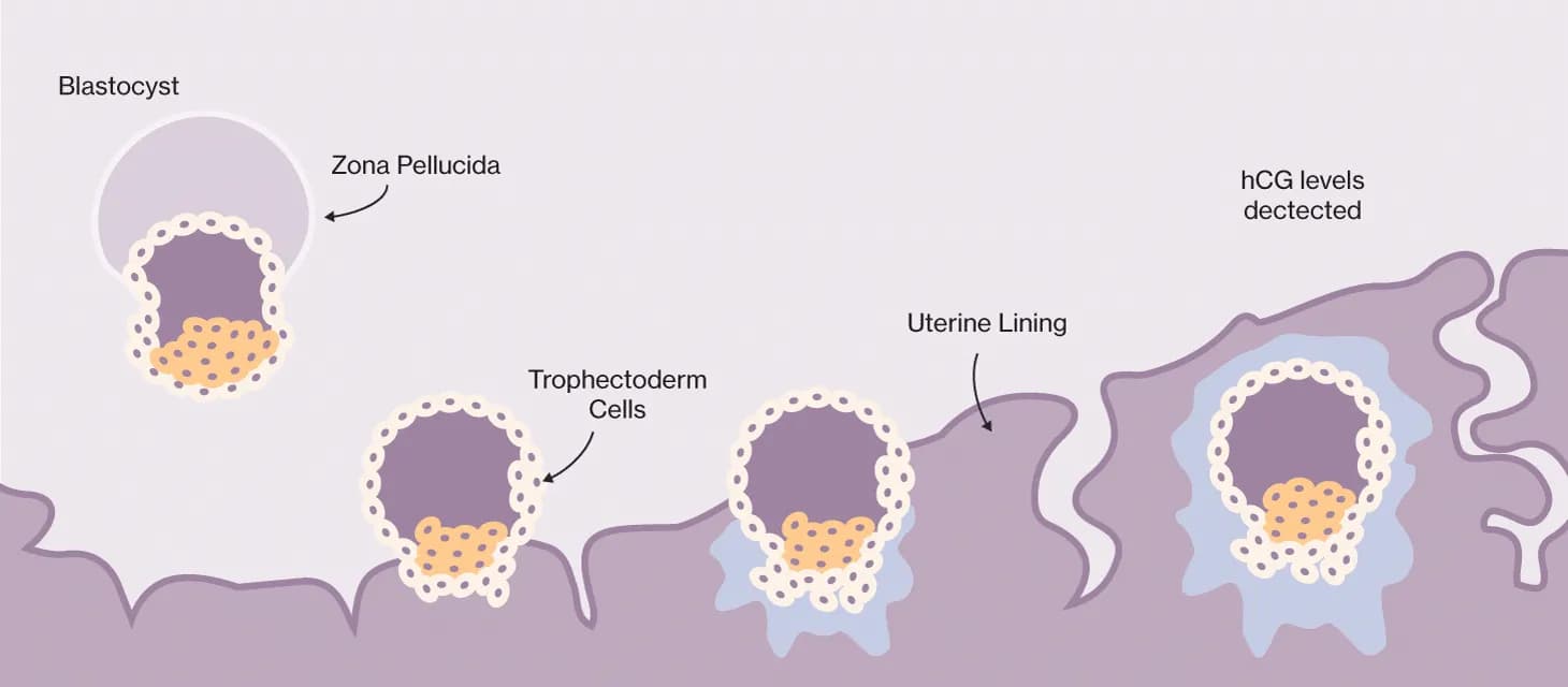 Embryo_TransfertoImplantation